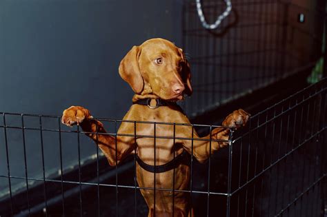 The New Science of Dog Training | TIME