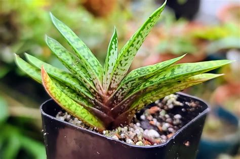 Gasteria Plant Complete Care Guide - Succulent Propagation