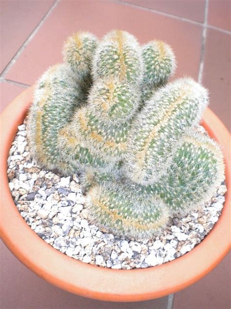 Mammillaria Spinosissima Auricoma Cristata Cactus Diy Cactus Garden