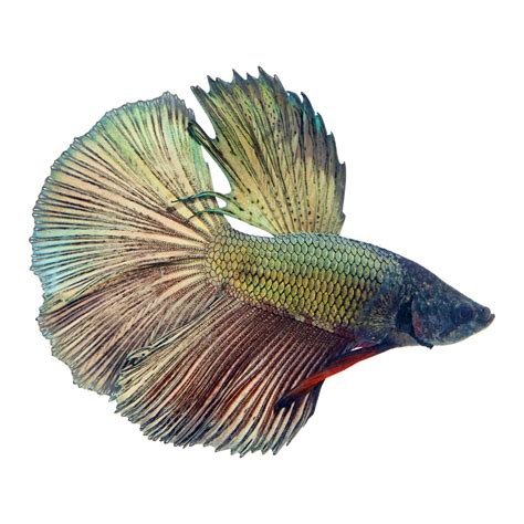 Male Copper Bettas For Sale Order Online Petco