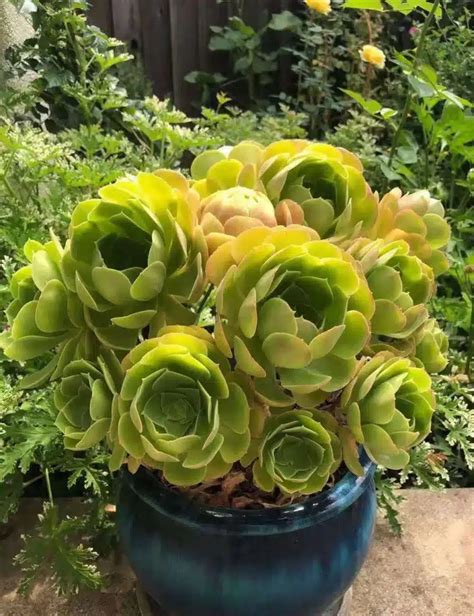 Aeonium Dicas De Cultivar Essa Planta