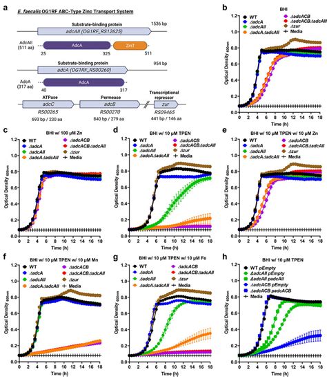 Growth Characteristics Of E Faecalis And Its Zn Deficient Mutants In