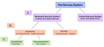 Nervous System Flow Chart: Peripheral vs Central by Sunshine Learning