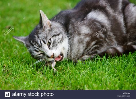 Cat Eating Rat Stock Photos & Cat Eating Rat Stock Images - Alamy