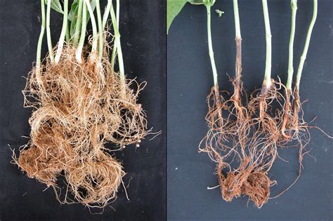 Cropping Sequences And Root Health Cornell Vegetables