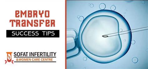 Embryo Transfer Top Professional Tips For The Success Of Embryo Transfer