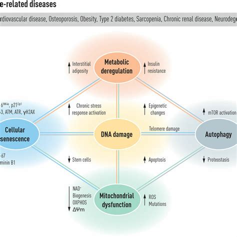 Mechanisms By Which Dna Damage Could Promote Aging Dna Damage