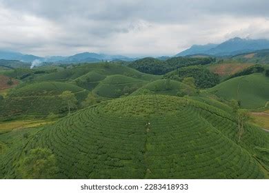 Aerial Top View Green Fresh Tea Stock Photo 2283418895 | Shutterstock