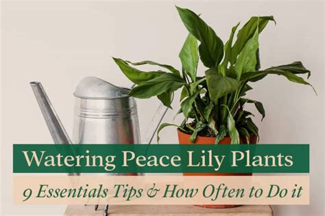 Watering Peace Lily Plants 9 Essential Tips And How Often To Do It