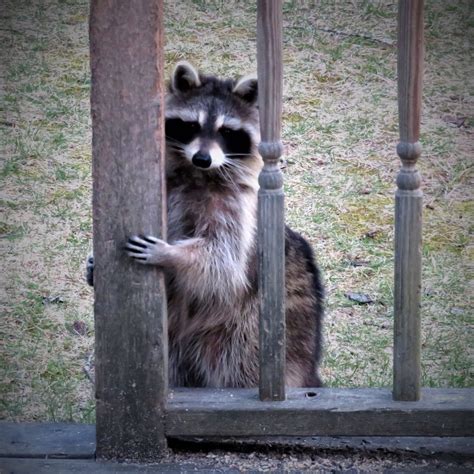 The remove wildlife trick that keeps raccoons away for good