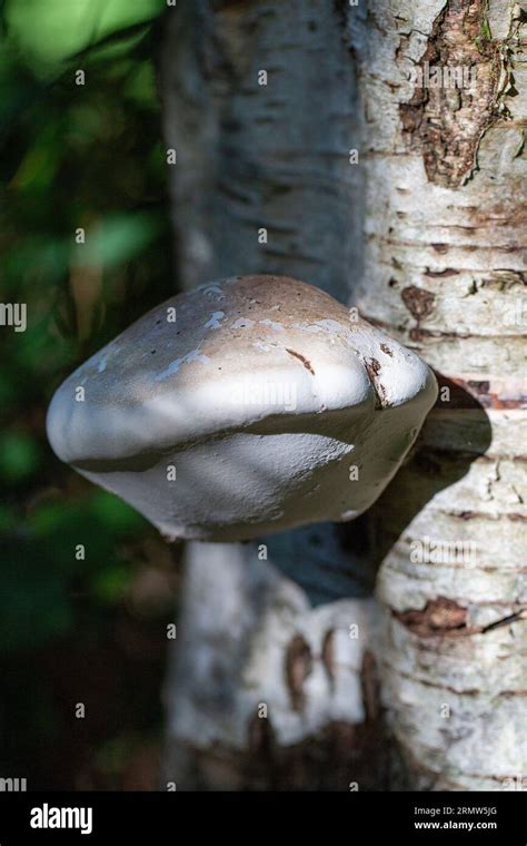 Fungus Birch Polypore Fomitopsis Betulina Previously Piptoporus