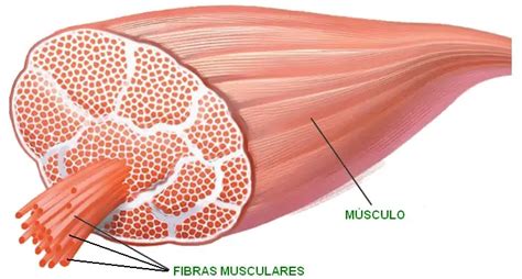 3 Tipos De Fibras Musculares Mundo Entrenamiento