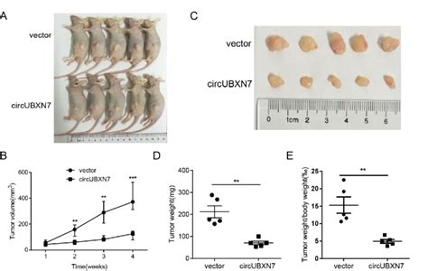 Overexpression Of Circubxn Repressed Tumor Growth In Vivo A The