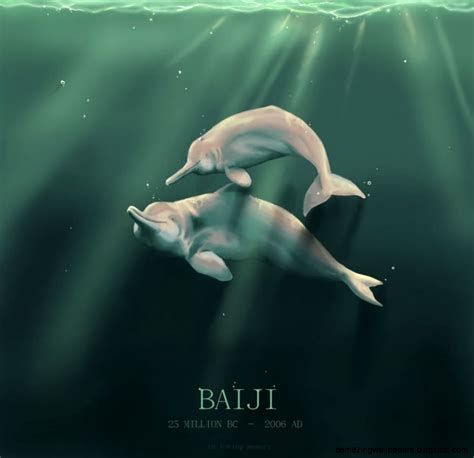 Baby Baiji River Dolphin | Amazing Wallpapers