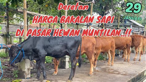 HARGA TERBARU BAKALAN SAPI DIPASAR HEWAN MUNTILAN Sapibakalan