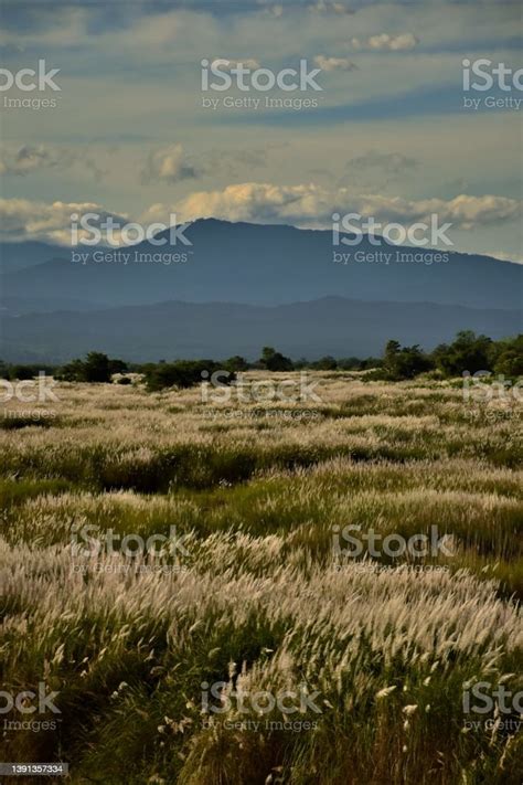 Reed Flowers Stock Photo - Download Image Now - Beauty In Nature, Color ...