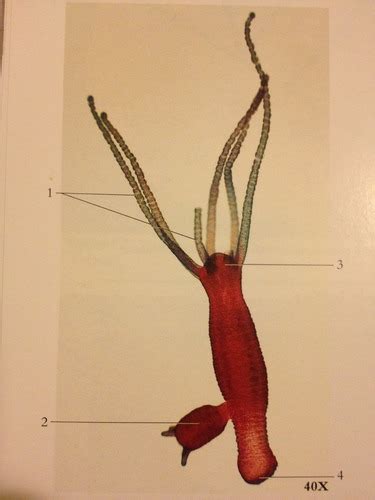 Hydra Anatomy - Anatomical Charts & Posters