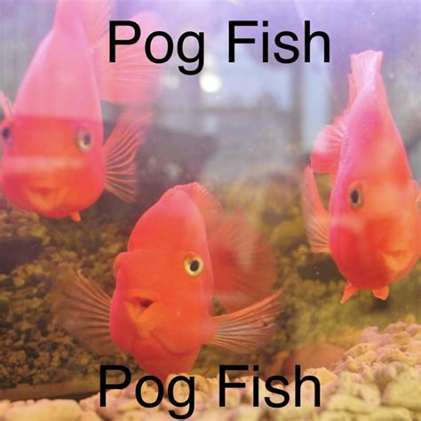 Pog Fish Rshitposting