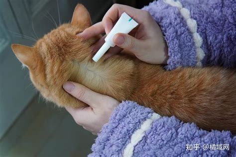 多猫家庭如何实现猫毛自由，“猫毛消失术”实战经验分享！ 知乎