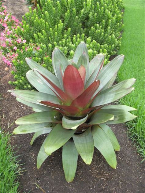 Bromeliads Trees To Plant Plants