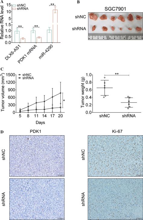 Impact Of Dlx6 As1 Downregulation On Tumor Growth In Vivo Four Week