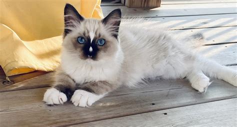 Ragdoll Cat Poisoning From Bath And Body Works Plug In Air Freshener