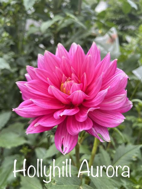 Pin By Julia Putman On Labeled Dahlias Plants Garden Dahlia