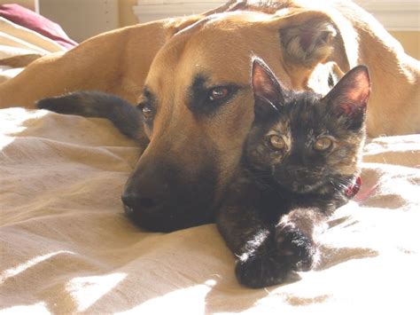 design ideas   pet friendly home impresa modular