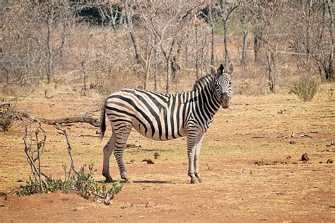 Zebra Berdiri Di Atas Sabana Melihat Lurus Ke Depan Foto Stok Unduh