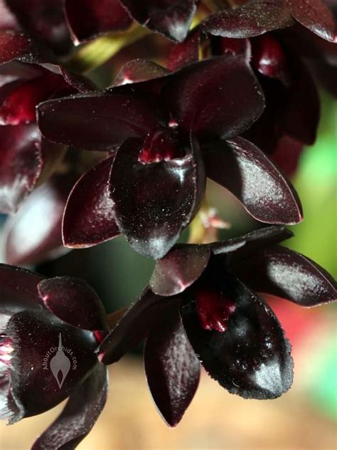 AboutOrchids » Blog Archive » Black Orchids