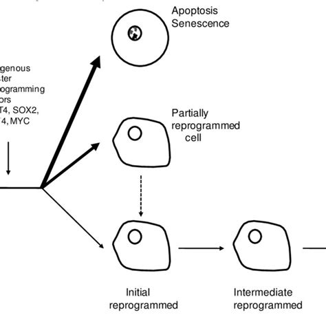 Reprogramming From Somatic Cells To Induced Pluripotent Stem Cells By