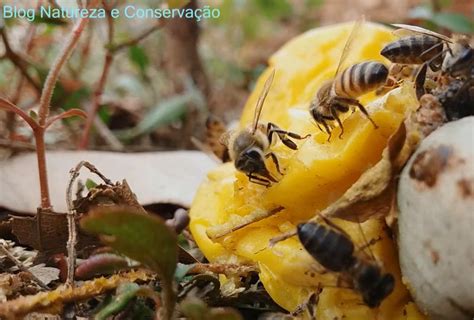 Abelha Europeia Apis Mellifera Fotos Vídeo E Curiosidades