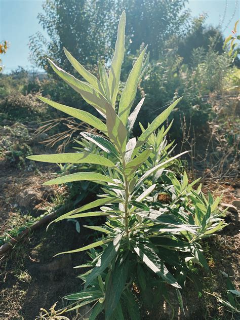 California Mugwort Seeds The Plant Good Seed Company