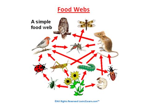 Super Subjects - Super Science - Life Science - Food Webs - Examples of Food Webs