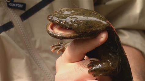 WV Wildlife: The Hellbender | WCHS