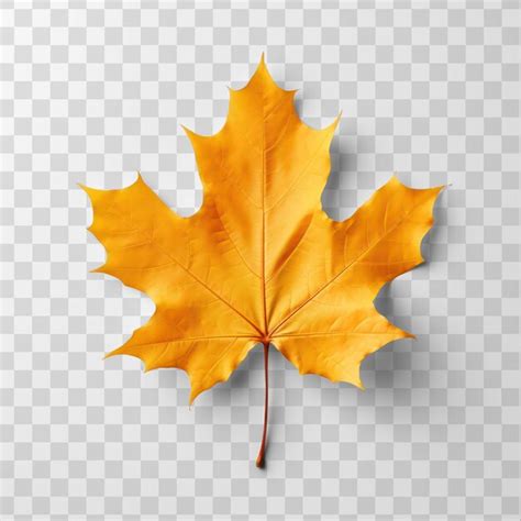 Premium PSD Maple Leaf Render On Transparency Background Psd