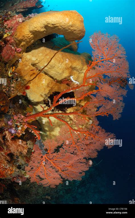 Seafan In Coral Reef Melithaea Sp Bunaken North Sulawesi Indonesia