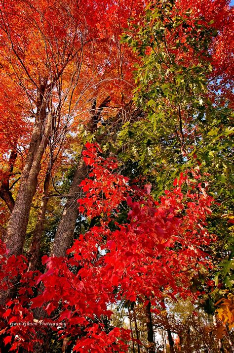 Michigan Fall Photograph Maple Trees In Autumn Print Upper Peninsula