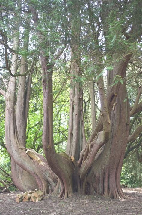 Thuja plicata - Trees and Shrubs Online