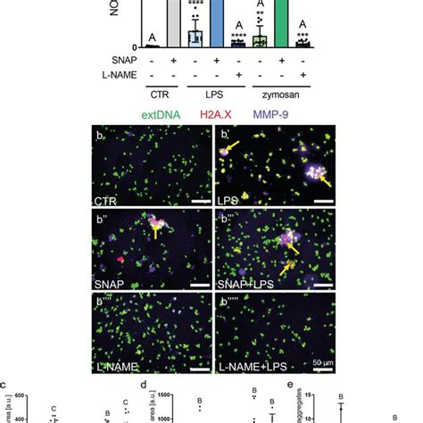 Donor Snap And Inhibitor L Name Of Nitric Oxide No Impact