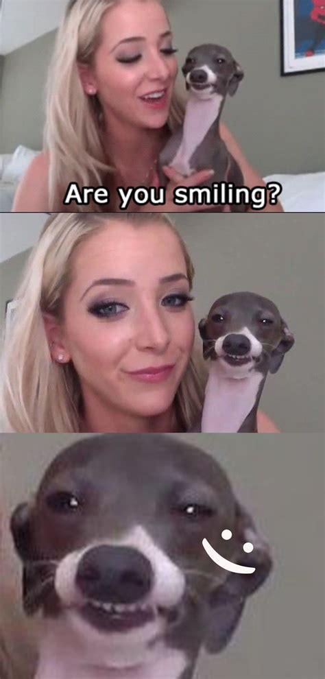 Jenna Marbles Dog Kermit - pic-shenanigan