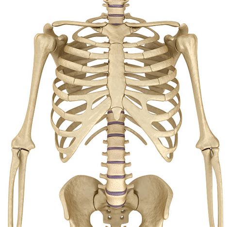 Best Shoulder Bones Stock Photos, Pictures & Royalty-Free Images - iStock