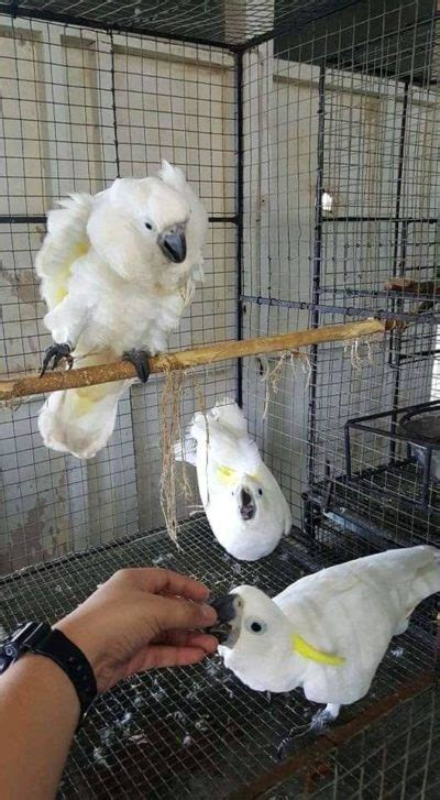 Sulphur Crested Cockatoo For Sale - FORESTRY PARROT BREEDER