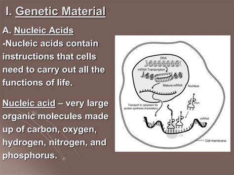 Genetic Material.ppt