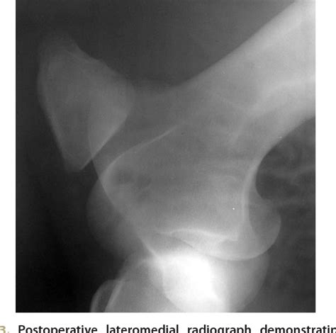 Distal Luxation Of The Patella In A Horse Semantic Scholar