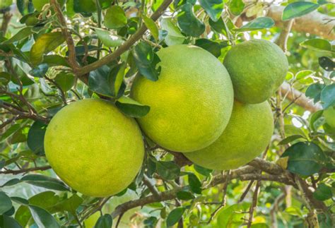 The Oro Blanco Grapefruit Tree - Minneopa Orchards