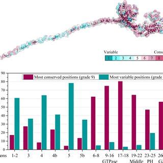 Evolutionary Conservation Of Vertebrates OPA1 Protein Sequence A