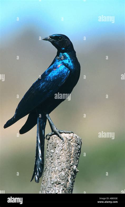 Burchells Starling Lamprotornis Australis Sitting On Post Looking