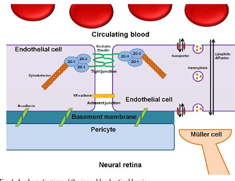 Figure From The Molecular Pathogenesis Of Diabetic Retinopathy A