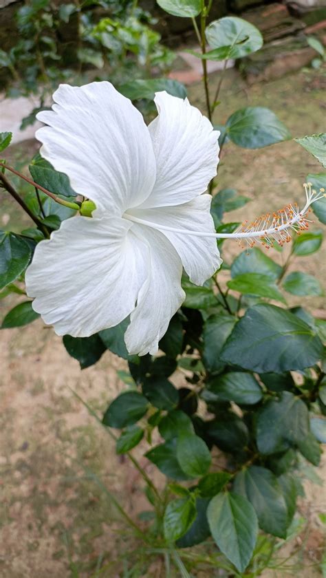 White Flower In Bloom